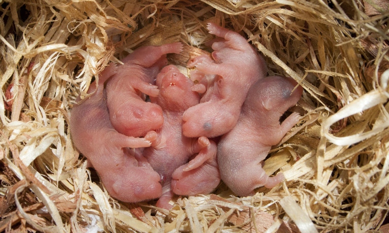 One reason hamsters may eat each other is to protect other babies in the litter.