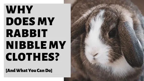 One reason rabbits may bite your clothes is if they are lacking hay in their diet.