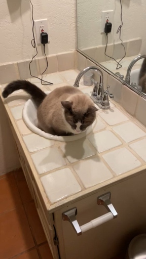 One reason your cat may be peeing in the sink is that they think it is an appropriate size for them to use.