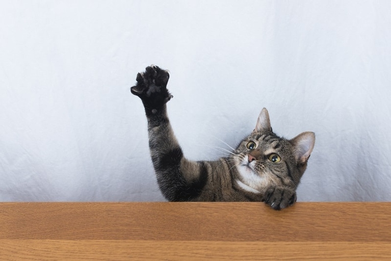 One reason your cat may scratch the wall is to mark their territory.