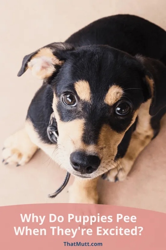 One reason your dog may pee in the house in front of you is because they are over-excited.