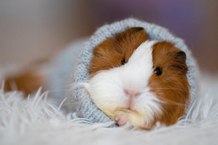 One reason your guinea pig might keep dying is if it has a fever.
