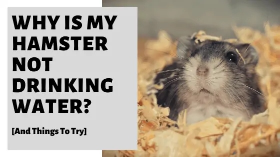 One reason your hamster may not be drinking water is that it could have a medical issue.