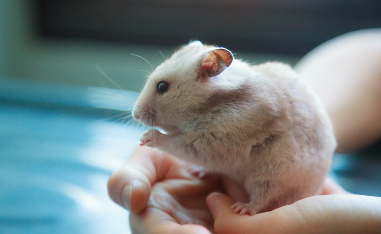One reason your hamster might poop on you is if it's scared.