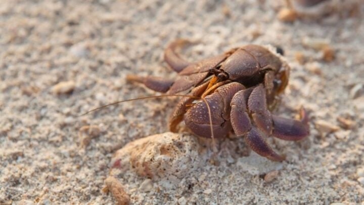 One reason your hermit crab may be outside of its shell is that the temperature is too high.