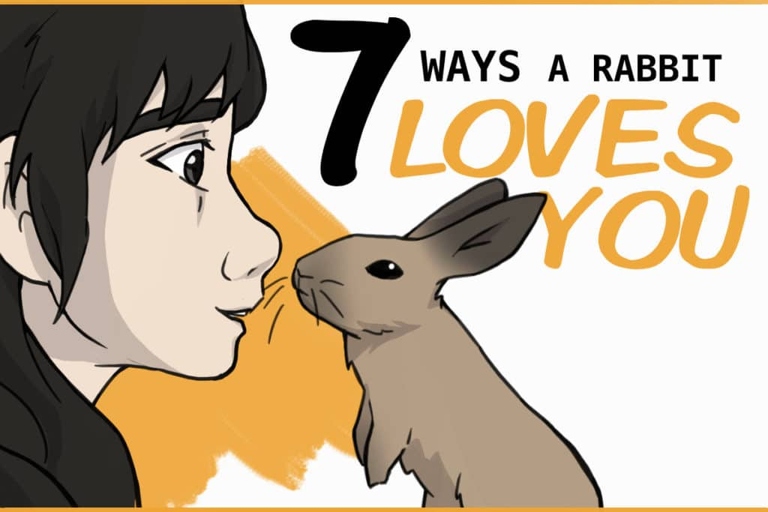 One reason your rabbit may nibble you is because it loves you.