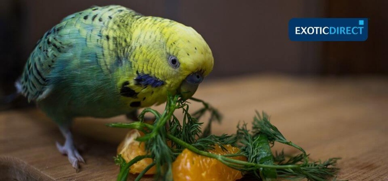 One recent diet change for budgies is the addition of fresh fruits and vegetables.