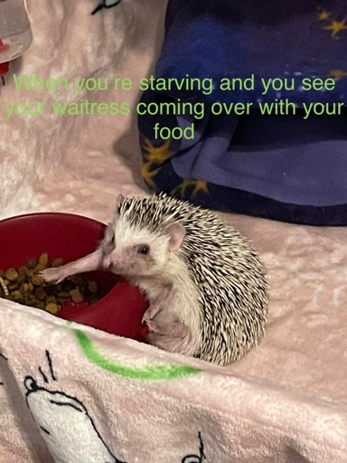 One sign that a hedgehog is starving is if it stops eating.