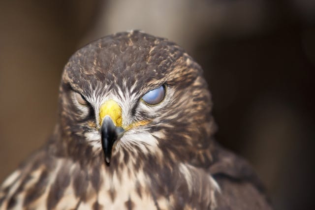 One symptom of a stroke in birds is blindness in one eye.