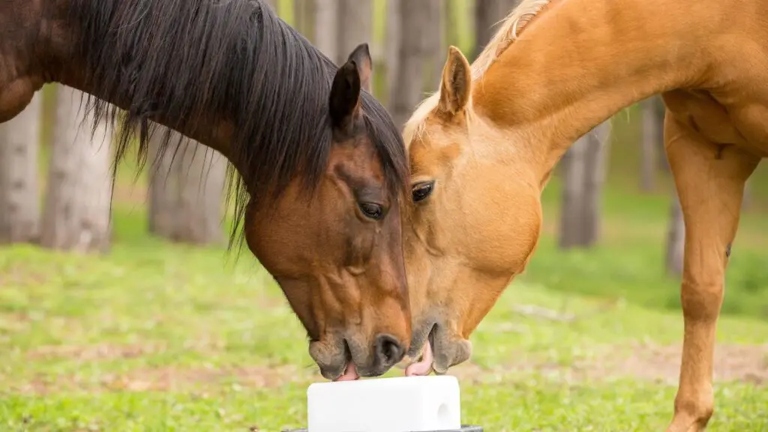 One theory is that horses nibble on clothes because they are trying to get a taste of the salt that humans sweat.