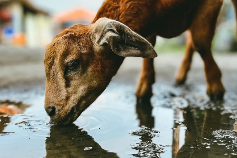 One way to ensure that your goat is drinking enough water is to make sure that the water is cool.
