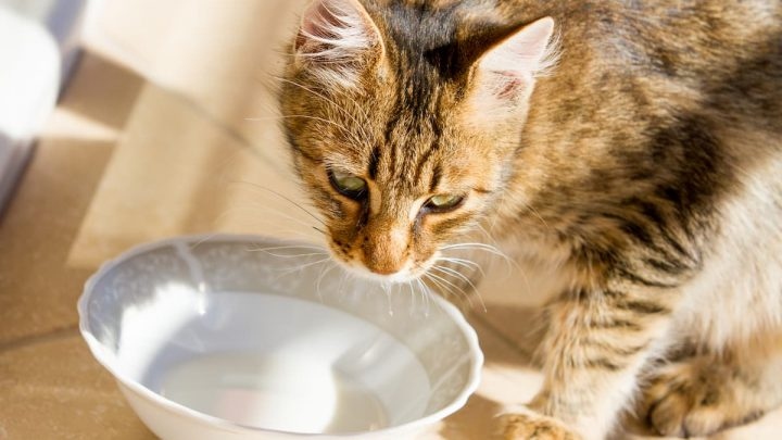 One way to ensure your cat is well-hydrated is to offer them oat milk to drink.