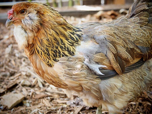 One way to help chickens grow back feathers quickly is to provide them with a balanced diet.