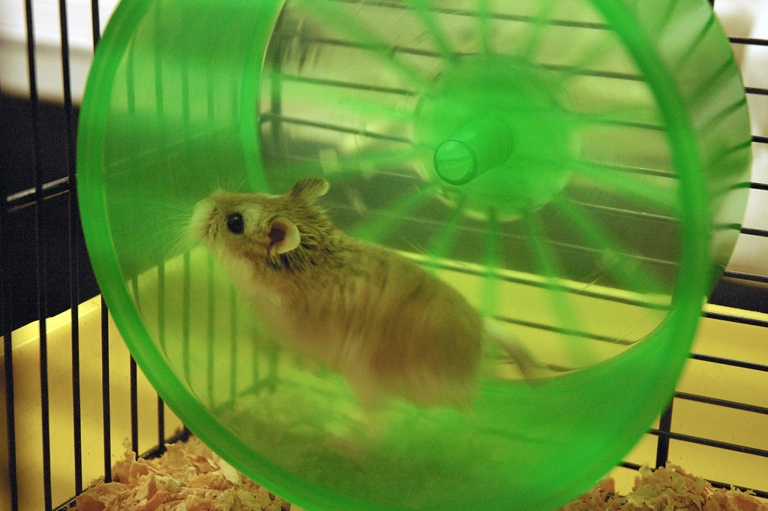 One way to help your hamster expend energy is to provide them with a wheel.
