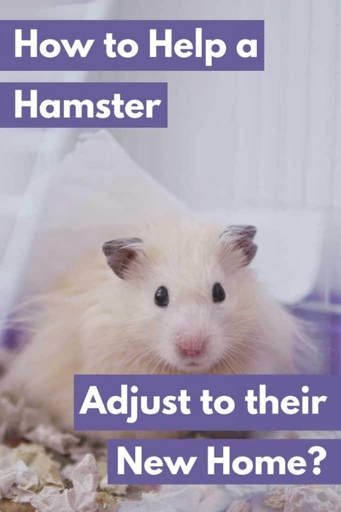 One way to help your hamster feel more comfortable in its cage is to provide it with places to hide.