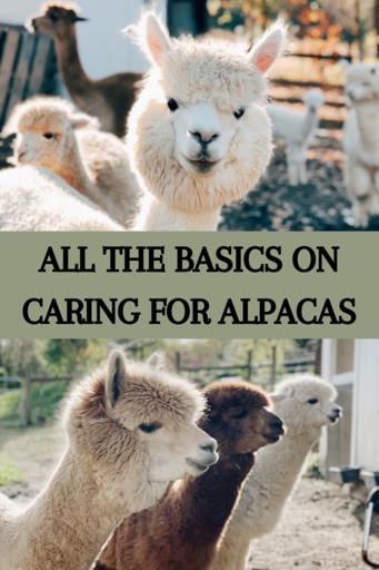 One way to keep both your alpacas and dogs happy is to train your dogs to be gentle around the alpacas.