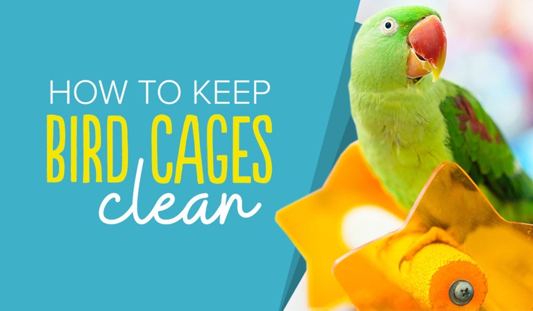 One way to keep your bird cage from smelling bad is to clean it regularly.