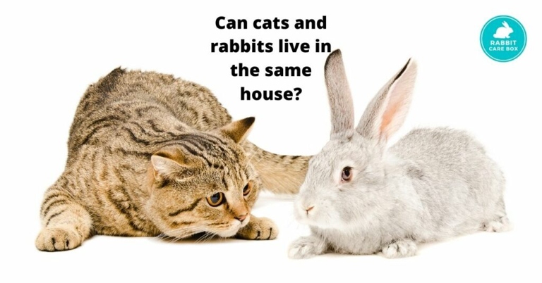 One way to keep your cats away from your rabbits is to introduce them slowly.