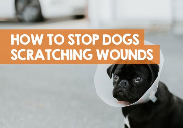 One way to keep your dog from scratching a neck wound is to use distraction techniques.