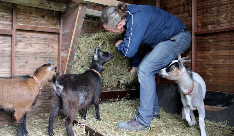 One way to keep your goats from wasting hay is to feed the excess hay to other animals.