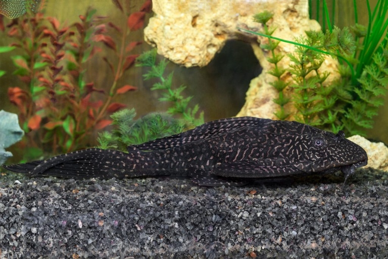One way to make a pleco feel at home in a pond is to create hiding places using rocks, plants, and driftwood.