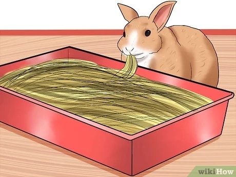 One way to prevent gastrointestinal problems in rabbits is to feed them hay.