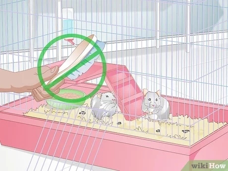 One way to protect your baby hamsters from being eaten by their mother is to remove the mother from the cage as soon as the babies are born.