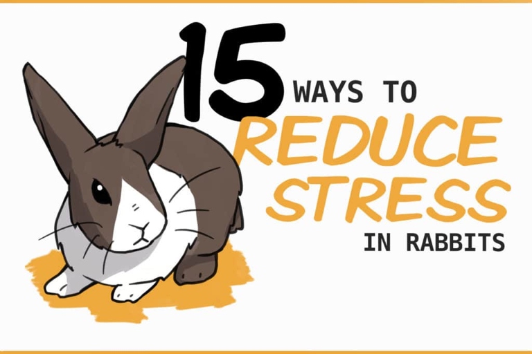 One way to reduce stress is to create a routine for your rabbit.