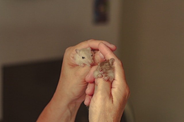 One way to socialize a hamster is to give it treats.