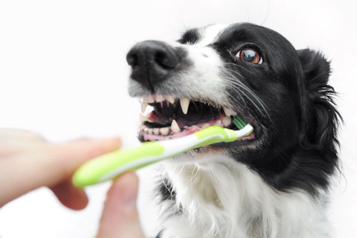 One way to socialize with your pet is to brush their teeth.