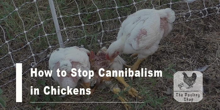 One way to stop a cannibalism outbreak is to provide chickens with a balanced diet.