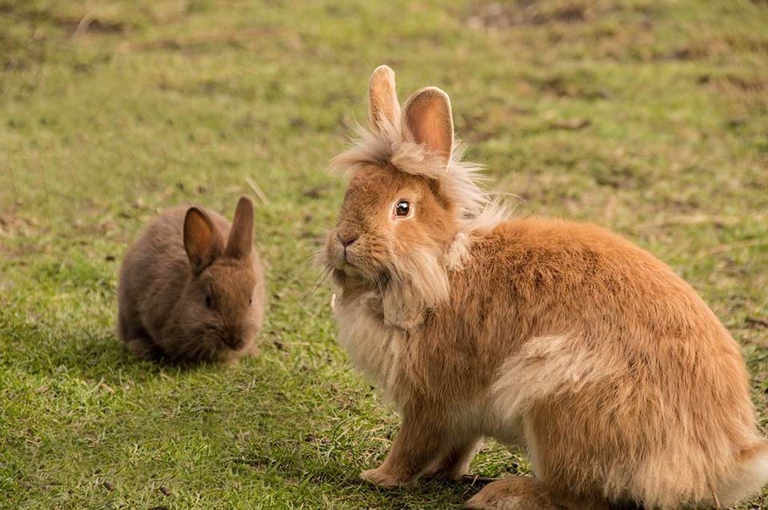 One way to tell if your rabbits are fighting is if they are chasing each other.