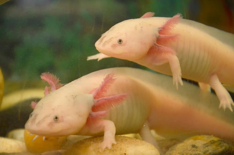 Other animals that live with axolotls are newts, frogs, and fish.