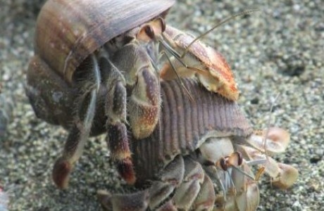 Other hermit crabs that can safely live with hermit crabs are those of the same species.
