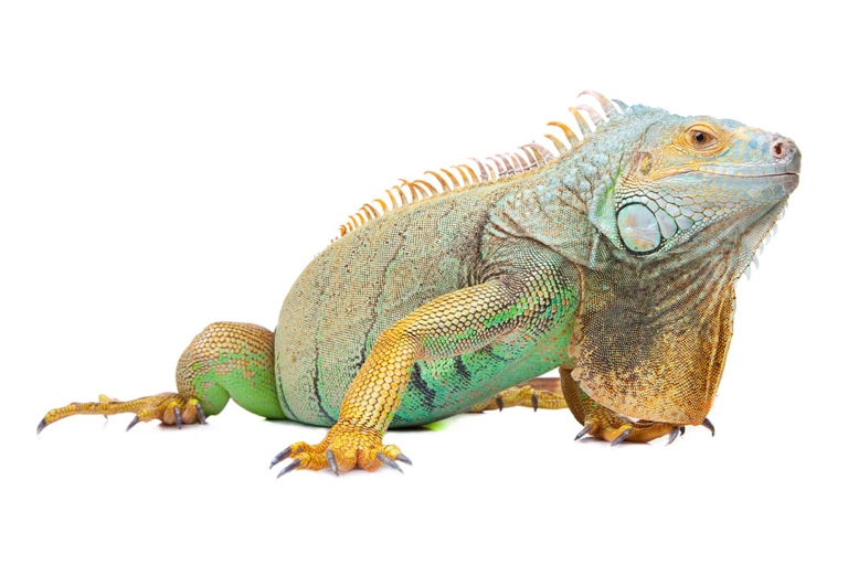 Other iguana costs can include food, supplements, and veterinary care.