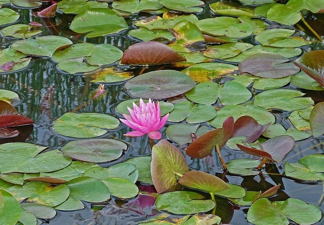 Other plants that ducks can eat are water lilies, lotus, and water chestnuts.