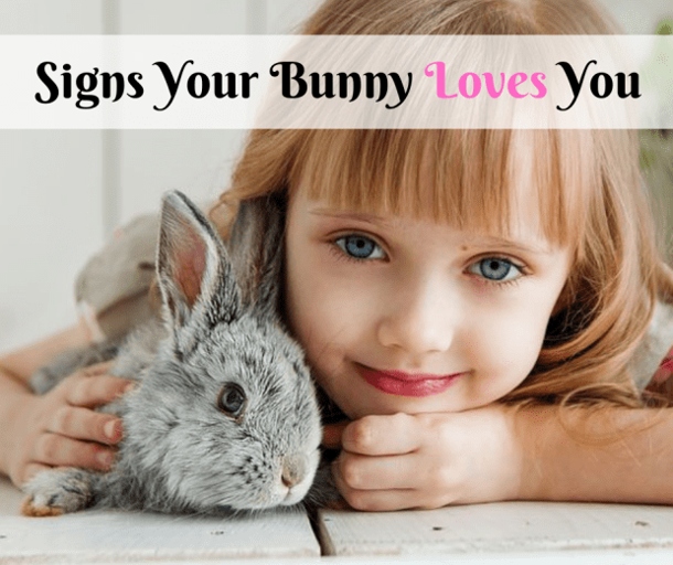 Other signs of affection from rabbits include licking, nuzzling, and soft biting.