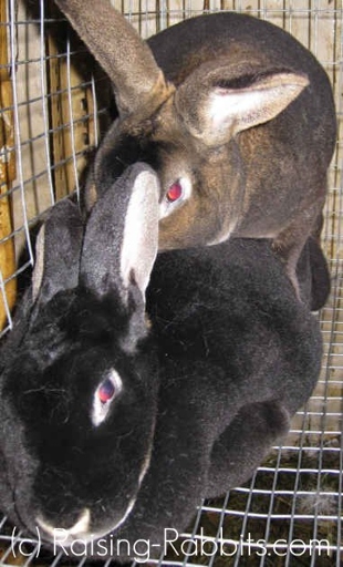 Other signs of successful rabbit breeding include the male rabbit mounting the female and the female rabbit grunting.