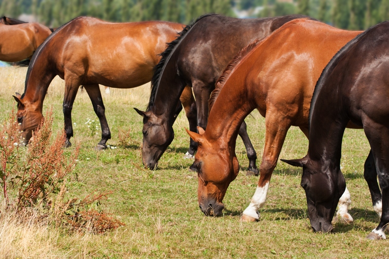 Over supplementation of your horse's diet can lead to health problems.