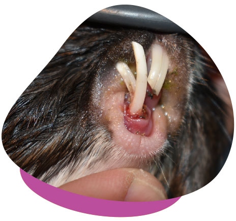 Overgrown teeth are a common reason guinea pigs die.