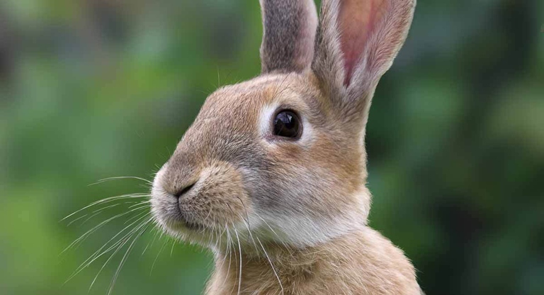 Pet rabbits usually have a lifespan of 8-12 years.