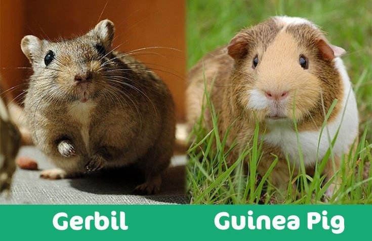 Pets that get along with hamsters are guinea pigs, gerbils, and certain kinds of mice.