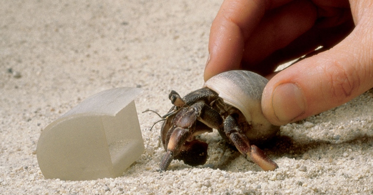Pick up your hermit crab by gently scooping them up from under their shell with both hands.