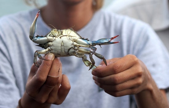 Place the crab on your open palm and wait for it to climb on.