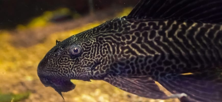 Pleco fish are known to be very social creatures.