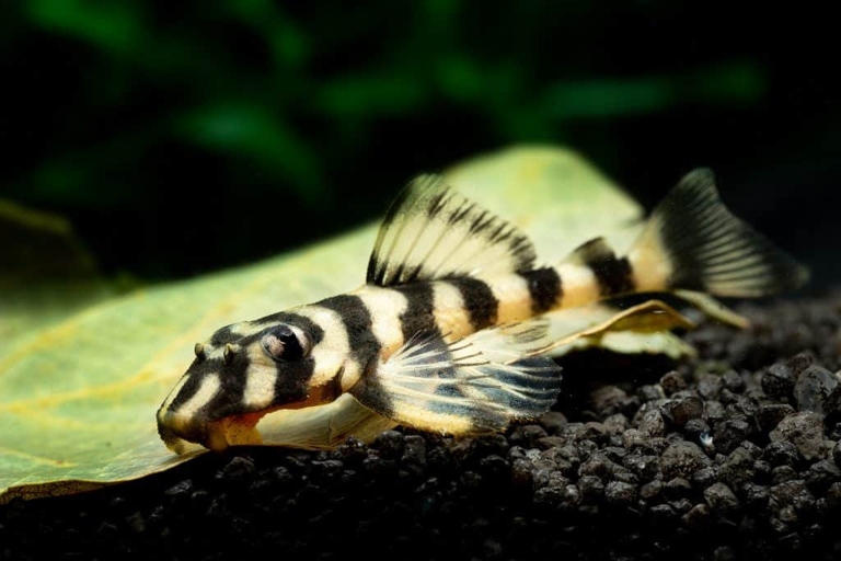 Plecos are a type of freshwater fish that are popular among aquarium enthusiasts.