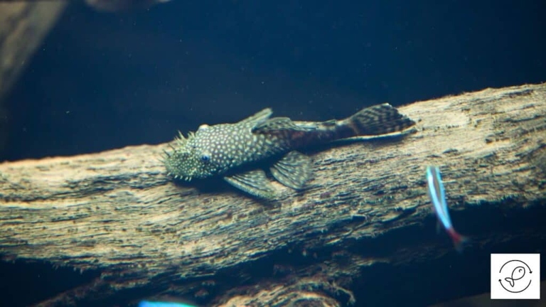 Plecos are nocturnal and prefer to eat at night.