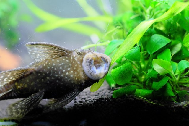 Plecos are omnivores and will eat a variety of foods, including other fish.