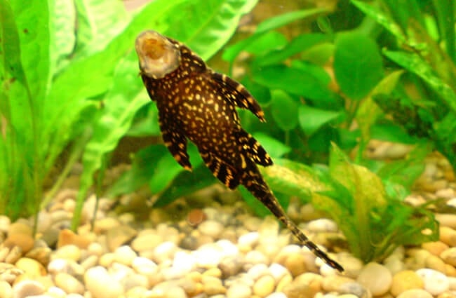 Plecos are omnivorous and require a diet of both plant and animal matter.