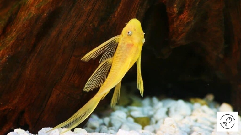 Plecos are peaceful fish that are not known to eat other fish.
